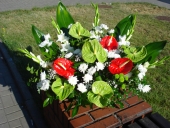 Kompozycja pogrzebowa w naczyniu, anthurium czerwone i zielone,  chryzantemy białe i zielone, mieczyki białe, liście kordyliny, podkład z gąbki florystycznej, zielień dekoracyjna