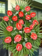 Wieniec z żywych kwiatów, wielkość: duży, anthurium czerwone, liść palmy, podkład jodłowy, zieleń dekoracyjna.