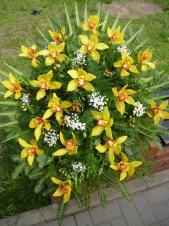 Wiązanka pogrzebowa z kwiatów żywych, wielkość: duża, storczyki złote (Cymbidium), liść palmy, zieleń dekoracyjna, podkład jodłowy, szarfa jedwabna szer. 7 cm druk cyfrowy.